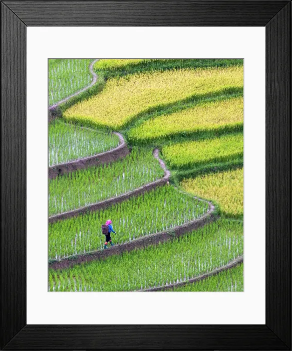 Framed Print : Rice terraces, Tu Le, Yen Bai Province, Vietnam Framed Print : Rice terraces, Tu Le, Yen Bai Province, Vietnam