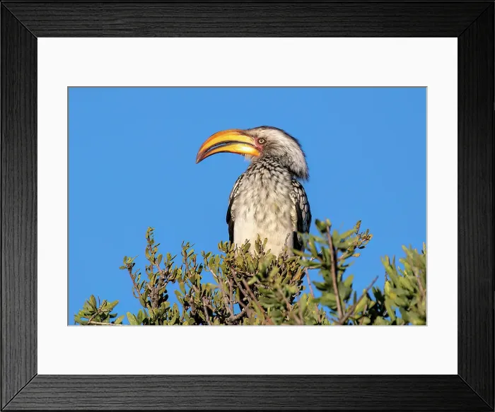 Framed Print : Hornbill, Bagatelle Kalahari Game Ranch, Mariental, Namibia