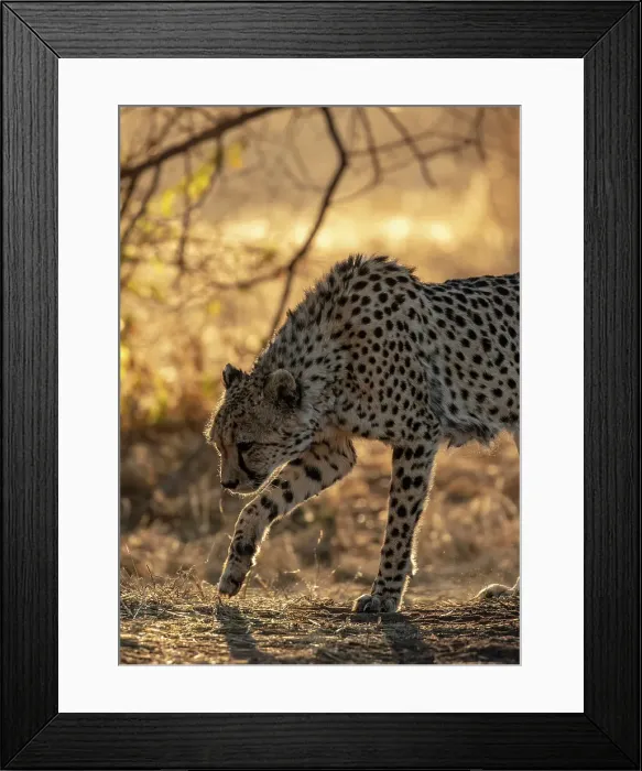 Framed Print : Cheetah at sunrise, Okonjima Nature Reserve, Namibia
