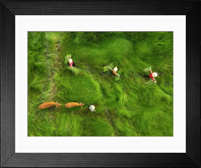 Framed Print : Family and their cows crossing sedge grass field, near Hoi An, Central Vietnam