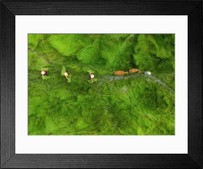 Framed Print : Family and their cows crossing sedge grass field, near Hoi An, Central Vietnam Framed Print : Family and their cows crossing sedge grass field, near Hoi An, Central Vietnam