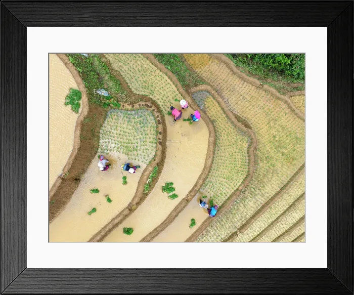 Framed Print : Aerial view of people working in the rice terraces at Mu Cang Chai, Vietnam Framed Print : Aerial view of people working in the rice terraces at Mu Cang Chai, Vietnam
