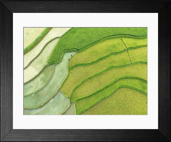 Framed Print : Aerial view of rice terraces, Tu Le, Yen Bai Province, Vietnam Framed Print : Aerial view of rice terraces, Tu Le, Yen Bai Province, Vietnam