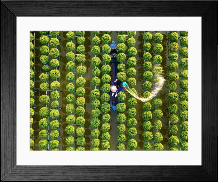 Framed Print : Aerial view of rows of chrysanthemums being watered, Sa Dec flower village, Dong Thap Province, Meking Delta, Vietnam Framed Print : Aerial view of rows of chrysanthemums being watered, Sa Dec flower village, Dong Thap Province, Meking Delta, Vietnam