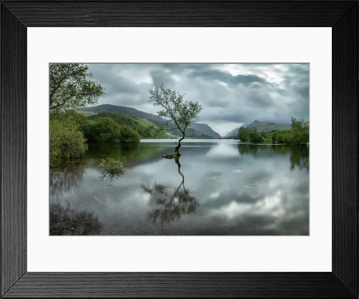 Framed Print : Lone tree at Llyn Padarn in Llanberis, Snowdonia National Park, Wales, UK