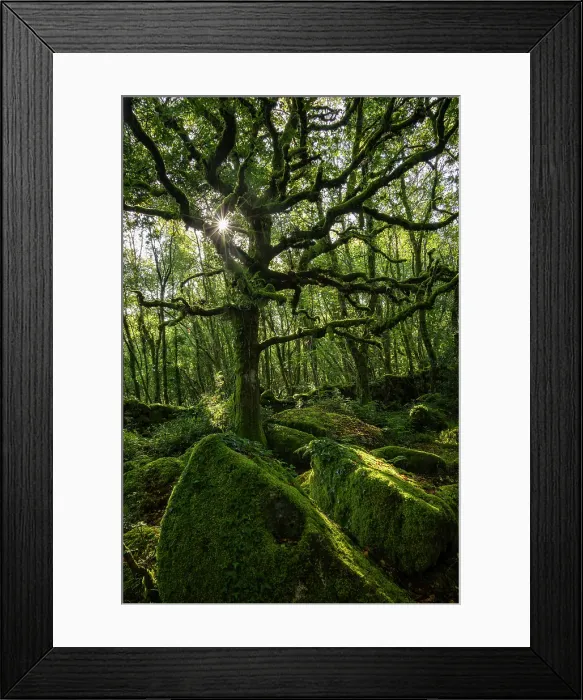 Framed Print : Moss covered ancient woodland in Dartmoor National Park, Devon, England. Summer (August) 2024 Framed Print : Moss covered ancient woodland in Dartmoor National Park, Devon, England. Summer (August) 2024