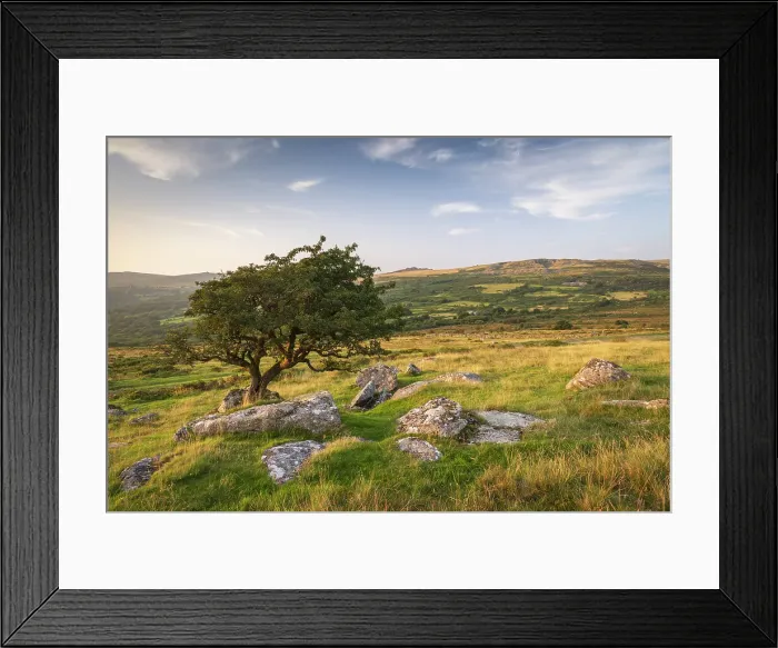 Framed Print : Hawthorn tree on moorland, Dartmoor National Park, Devon, England. Summer (August) 2024 Framed Print : Hawthorn tree on moorland, Dartmoor National Park, Devon, England. Summer (August) 2024