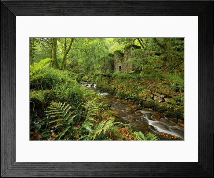 Framed Print : The abandoned ruins of the Gunpowder factory at Kennall Vale Nature Reserve near Ponsanooth in Cornwall, England. Autumn (September) 2024 Framed Print : The abandoned ruins of the Gunpowder factory at Kennall Vale Nature Reserve near Ponsanooth in Cornwall, England. Autumn (September) 2024