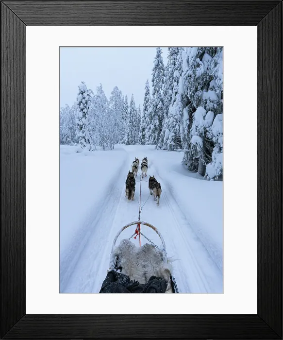 Framed Print : Personal perspective of a person dog sledding in the snowy forest, Lapland, Finland Framed Print : Personal perspective of a person dog sledding in the snowy forest, Lapland, Finland