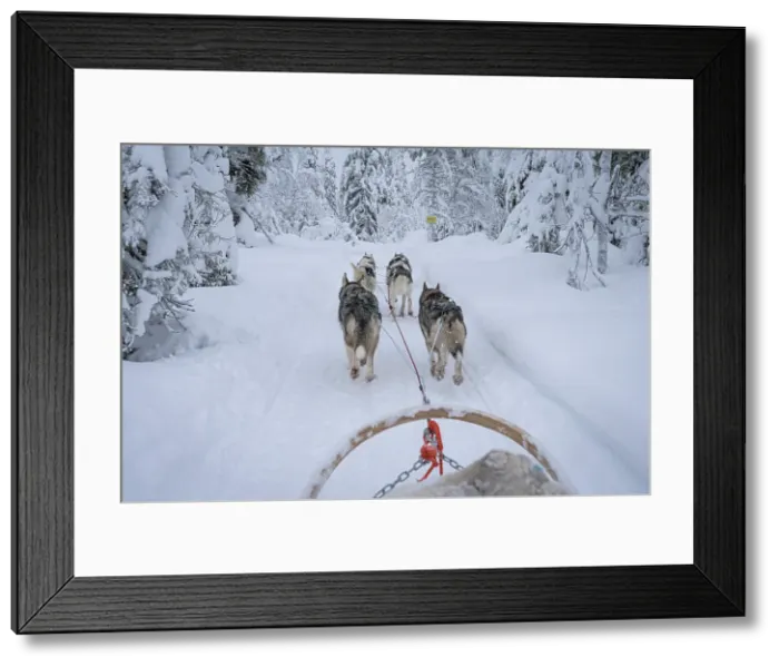 Framed Print : Personal perspective of a person pulling a dog sled in the frozen snowy forest, Lapland, Finland Framed Print : Personal perspective of a person pulling a dog sled in the frozen snowy forest, Lapland, Finland