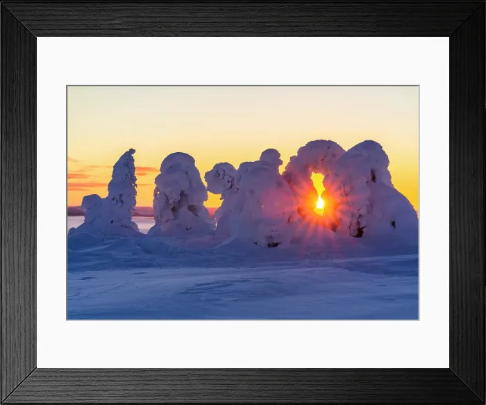 Framed Print : Frozen snowy trees lit by the warm arctic sunrise, Riisitunturi National Park, Posio, Lapland, Finland Framed Print : Frozen snowy trees lit by the warm arctic sunrise, Riisitunturi National Park, Posio, Lapland, Finland
