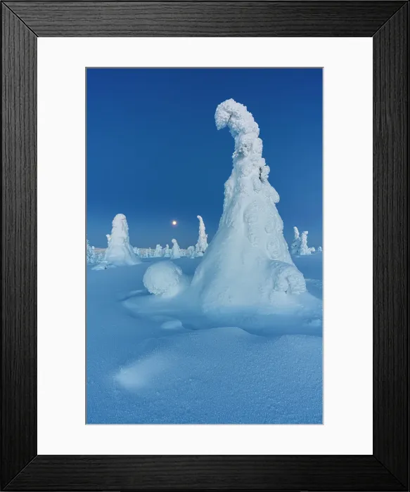 Framed Print : Frozen snowy trees at blue hour, Riisitunturi National Park, Posio, Lapland, Finland Framed Print : Frozen snowy trees at blue hour, Riisitunturi National Park, Posio, Lapland, Finland