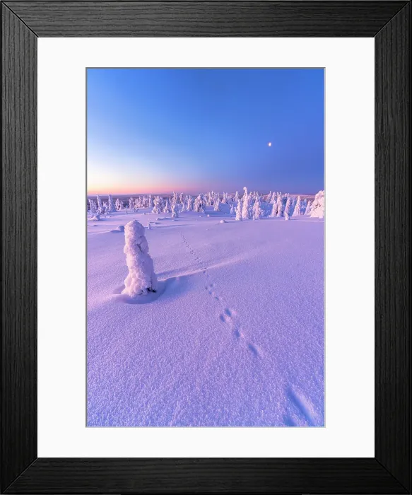 Framed Print : Hiker track imprints in the snowy forest at sunrise, Riisitunturi National Park, Posio, Lapland, Finland Framed Print : Hiker track imprints in the snowy forest at sunrise, Riisitunturi National Park, Posio, Lapland, Finland