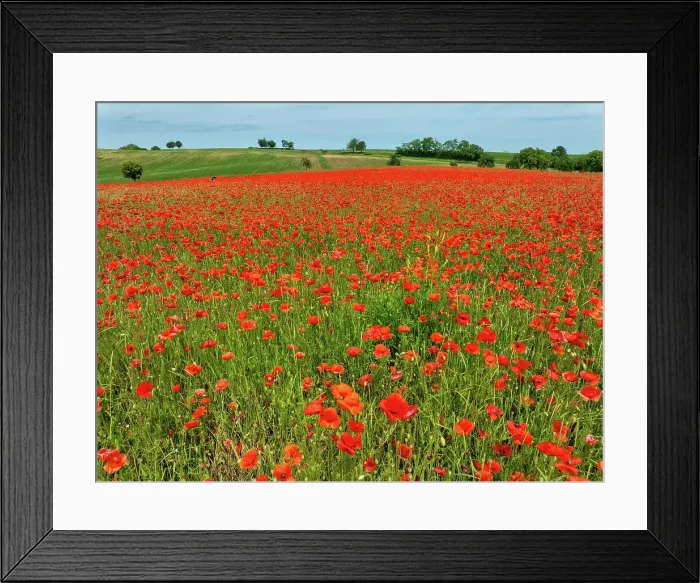 Framed Print : Aerial view of large poppy field in Neugartheim, Alsace, France
