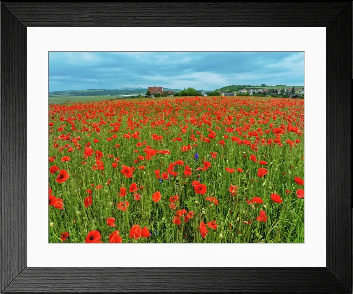 Framed Print : Aerial view of large poppy field in Neugartheim, Alsace, France Framed Print : Aerial view of large poppy field in Neugartheim, Alsace, France