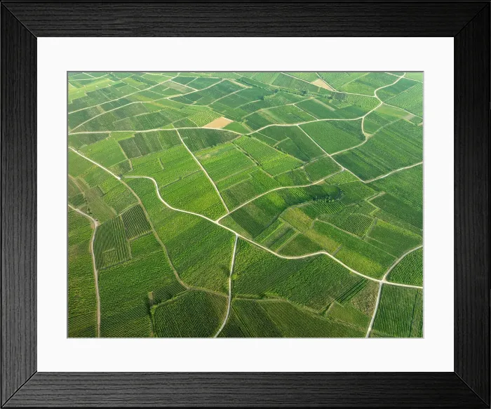 Framed Print : Aerial view of large vineyard in Colmar, Alsace, France Framed Print : Aerial view of large vineyard in Colmar, Alsace, France