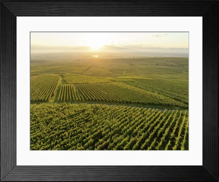 Framed Print : Aerial view of large vineyard in Colmar, Alsace, France Framed Print : Aerial view of large vineyard in Colmar, Alsace, France
