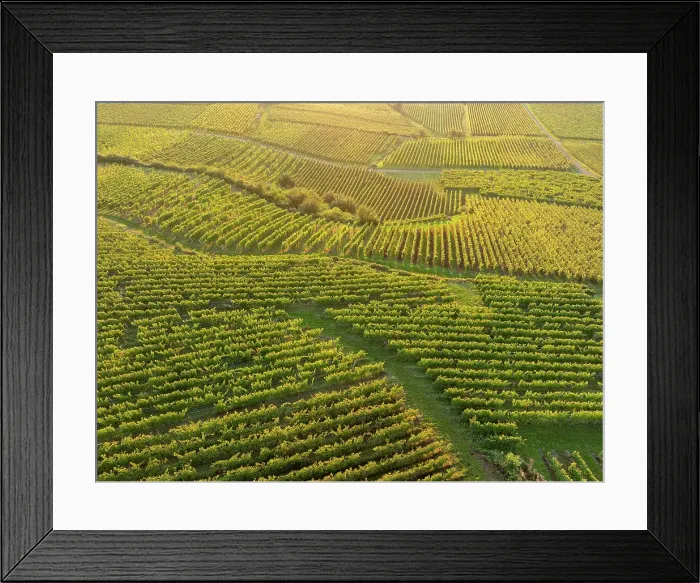 Framed Print : Aerial view of large vineyard in Colmar, Alsace, France Framed Print : Aerial view of large vineyard in Colmar, Alsace, France