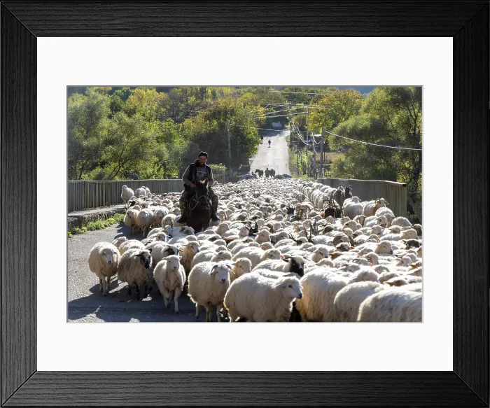 Framed Print : A flock of sheep being herded along a road, Samtskhe-Javakheti Region, Georgia Framed Print : A flock of sheep being herded along a road, Samtskhe-Javakheti Region, Georgia