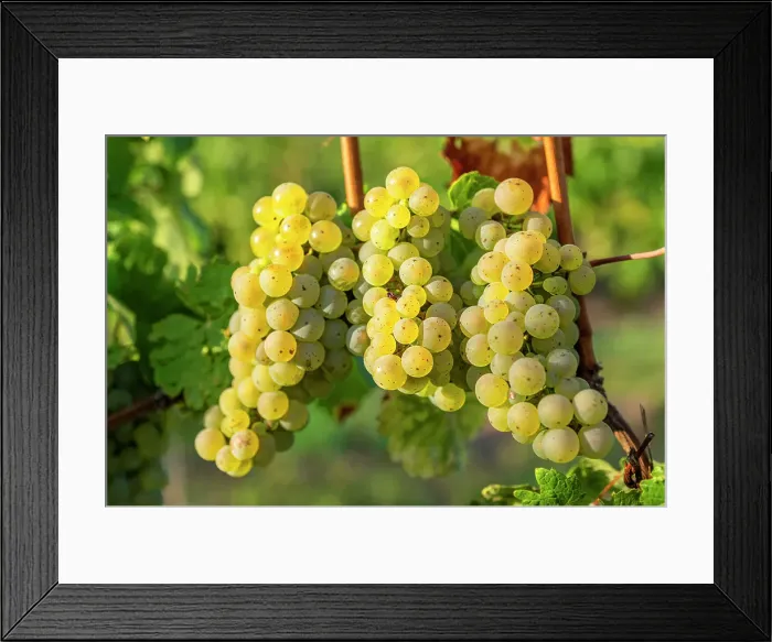 Framed Print : Grapes in a vineyard near Wiltingen, Saar valley, Rhineland-Palatinate, Germany Framed Print : Grapes in a vineyard near Wiltingen, Saar valley, Rhineland-Palatinate, Germany