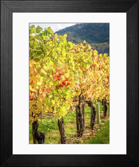 Framed Print : Vineyards in autumn above Kues, Bernkastel-Kues, Mosel, Rhineland-Palatinate, Germany