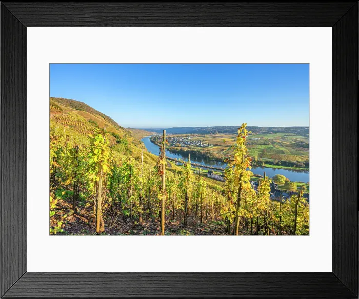 Framed Print : Vineyard Urziger Wurzgarten near Urzig, Mosel, Mosel valley, Rhineland-Palatinate, Germany Framed Print : Vineyard Urziger Wurzgarten near Urzig, Mosel, Mosel valley, Rhineland-Palatinate, Germany