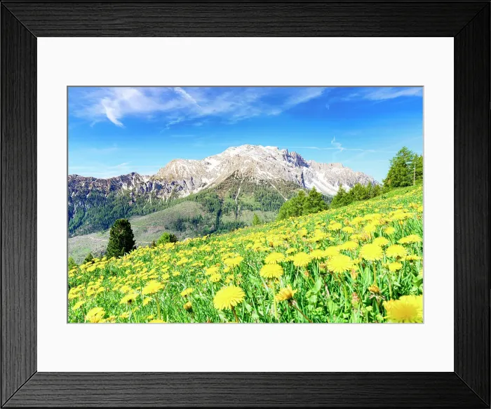 Framed Print : Spring fields of yellow flowers in bloom with Latemar mountain range on background, Dolomites, Val di Fassa, South Tyrol, Italy Framed Print : Spring fields of yellow flowers in bloom with Latemar mountain range on background, Dolomites, Val di Fassa, South Tyrol, Italy