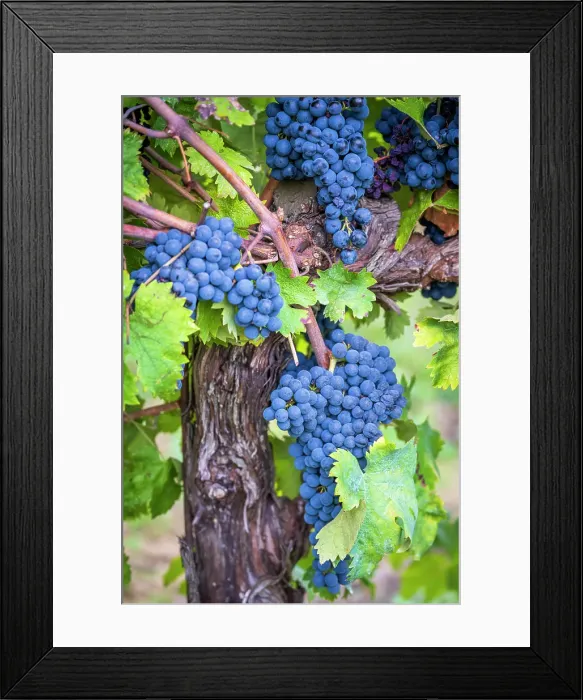Framed Print : Europe, Italy, Umbria. Ripe Sagrantino grapes near to Montefalco Framed Print : Europe, Italy, Umbria. Ripe Sagrantino grapes near to Montefalco