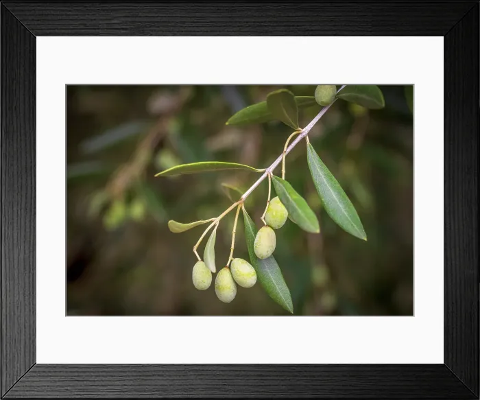 Framed Print : Europe, Italy, Umbria. Ripe olives near to Montefalco Framed Print : Europe, Italy, Umbria. Ripe olives near to Montefalco