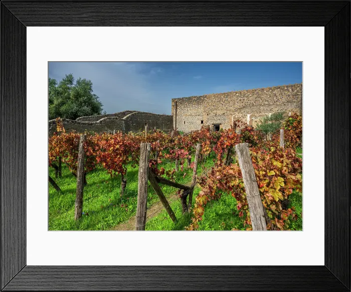 Framed Print : Vineyard, Archaeological area of Pompeii, Pompei, Campania, Italy Framed Print : Vineyard, Archaeological area of Pompeii, Pompei, Campania, Italy
