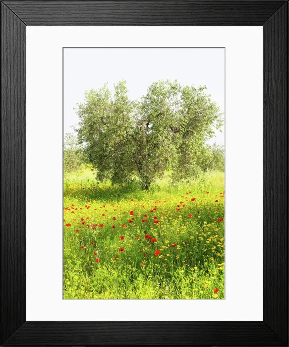 Framed Print : Poppies and olive trees, Tuscany, Italy