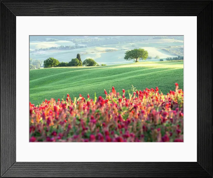 Framed Print : Spring in the Val d'Orcia, Tuscany, Italy Framed Print : Spring in the Val d'Orcia, Tuscany, Italy