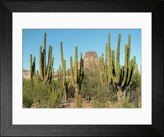 Framed Print : Mexico, Baja California, La Purisima