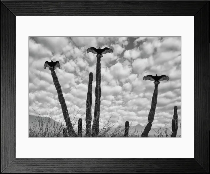 Framed Print : Mexico, Baja california, Cathartes aura, Turkey Vultures on cactus
