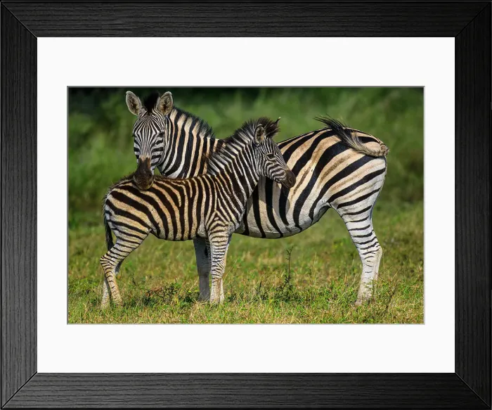 Framed Print : Burchell's zebra (Equus quagga burchellii), Zimanga Private Game Reserve, Mkuze, KwaZulu Natal, South Africa Framed Print : Burchell's zebra (Equus quagga burchellii), Zimanga Private Game Reserve, Mkuze, KwaZulu Natal, South Africa