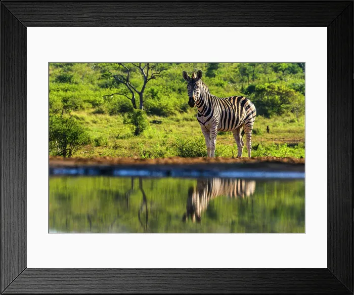 Framed Print : Burchell's zebra (Equus quagga burchellii), Zimanga Private Game Reserve, Mkuze, KwaZulu Natal, South Africa Framed Print : Burchell's zebra (Equus quagga burchellii), Zimanga Private Game Reserve, Mkuze, KwaZulu Natal, South Africa