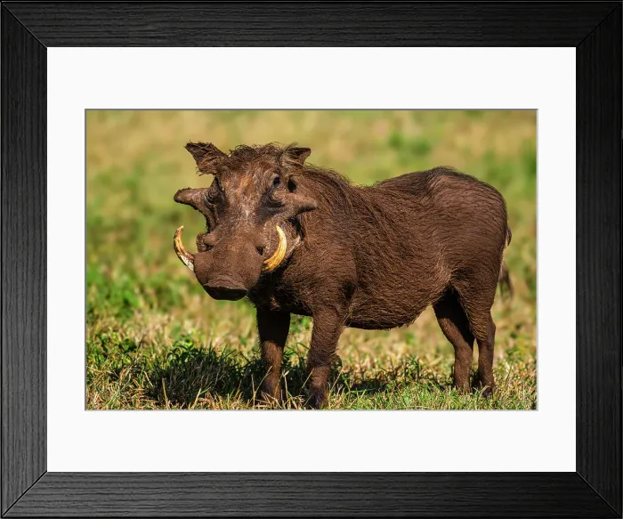 Framed Print : Warthog, (Phacochoerus aethiopicus), Zimanga Private Game Reserve, Mkuze, KwaZulu Natal, South Africa Framed Print : Warthog, (Phacochoerus aethiopicus), Zimanga Private Game Reserve, Mkuze, KwaZulu Natal, South Africa