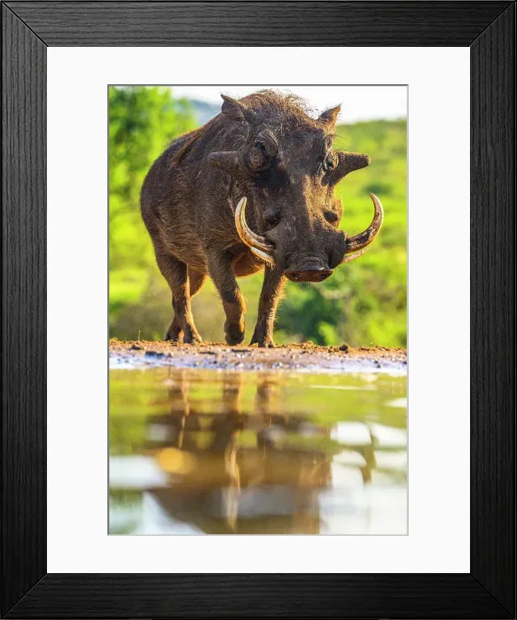 Framed Print : Warthog, (Phacochoerus aethiopicus), Zimanga Private Game Reserve, Mkuze, KwaZulu Natal, South Africa Framed Print : Warthog, (Phacochoerus aethiopicus), Zimanga Private Game Reserve, Mkuze, KwaZulu Natal, South Africa