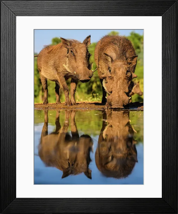 Framed Print : Warthog, (Phacochoerus aethiopicus), Zimanga Private Game Reserve, Mkuze, KwaZulu Natal, South Africa Framed Print : Warthog, (Phacochoerus aethiopicus), Zimanga Private Game Reserve, Mkuze, KwaZulu Natal, South Africa
