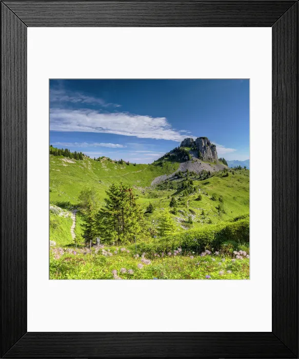 Framed Print : Schynige Platte Botanical Gardens, Jungfrau Region, Bernese Oberland, Switzerland