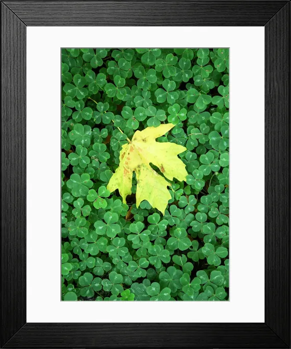 Framed Print : USA, Oregon, Oregon Coast, Humbug Mountain State Park, maple leaf and clover Framed Print : USA, Oregon, Oregon Coast, Humbug Mountain State Park, maple leaf and clover