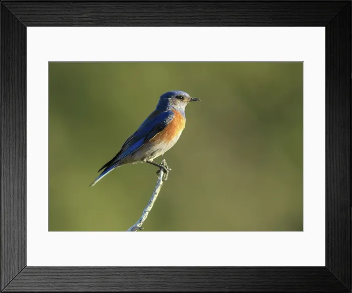 Framed Print : USA, Oregon, Bend, Rancho Las Hierbas, Sialia mexicana, western Bluebird Framed Print : USA, Oregon, Bend, Rancho Las Hierbas, Sialia mexicana, western Bluebird
