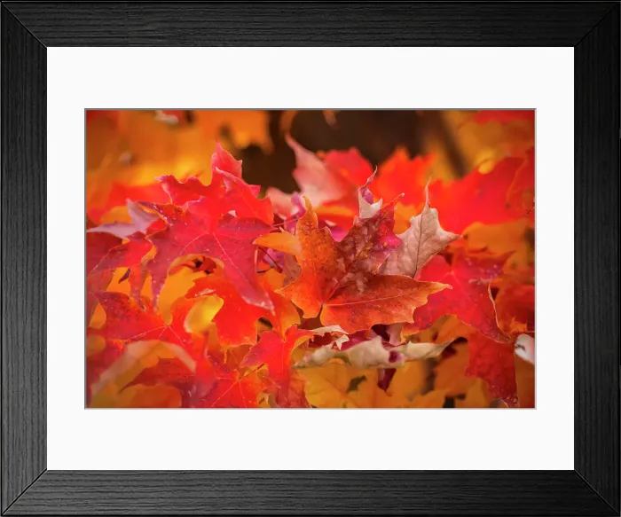 Framed Print : USA, Oregon, Bend, Maple leaves in autumn Framed Print : USA, Oregon, Bend, Maple leaves in autumn