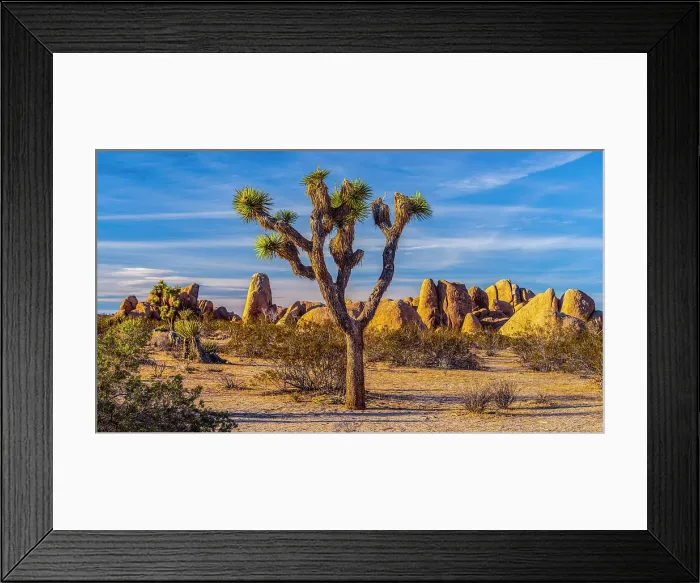 Framed Print : Mojave desert plant community, Joshua Tree National Park, California, USA Framed Print : Mojave desert plant community, Joshua Tree National Park, California, USA