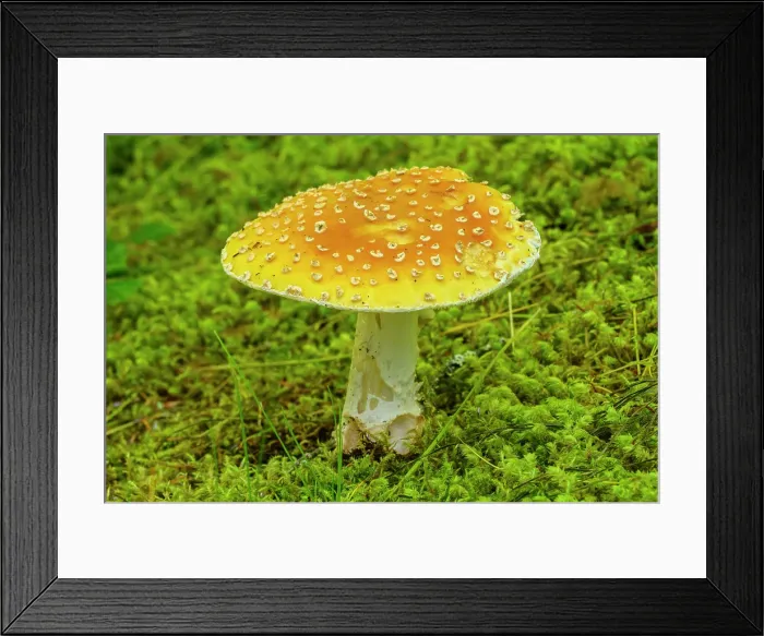 Framed Print : Inedible (Amanita muscaria ) mushroom, Mendenhall Lake Campground, Juneau, Alaska, USA Framed Print : Inedible (Amanita muscaria ) mushroom, Mendenhall Lake Campground, Juneau, Alaska, USA