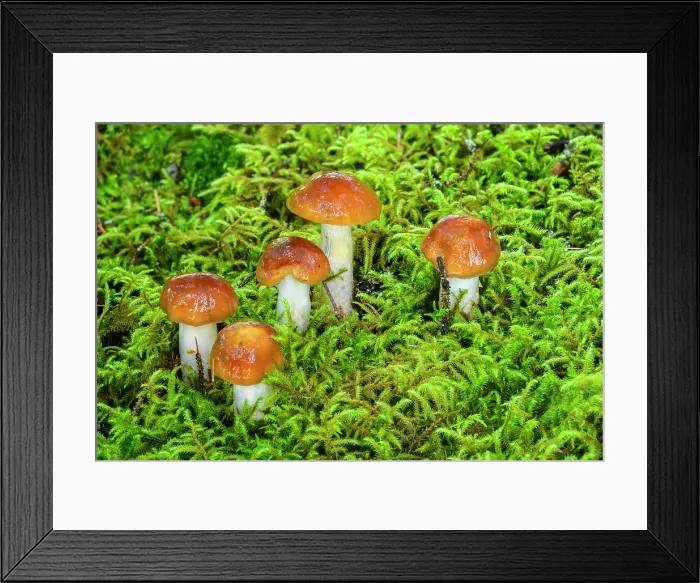 Framed Print : Mushrooms (Cortinarius collinitus) in mossy woodland understory, Mendenhall Lake Campground, Juneau, Alaska, USA Framed Print : Mushrooms (Cortinarius collinitus) in mossy woodland understory, Mendenhall Lake Campground, Juneau, Alaska, USA