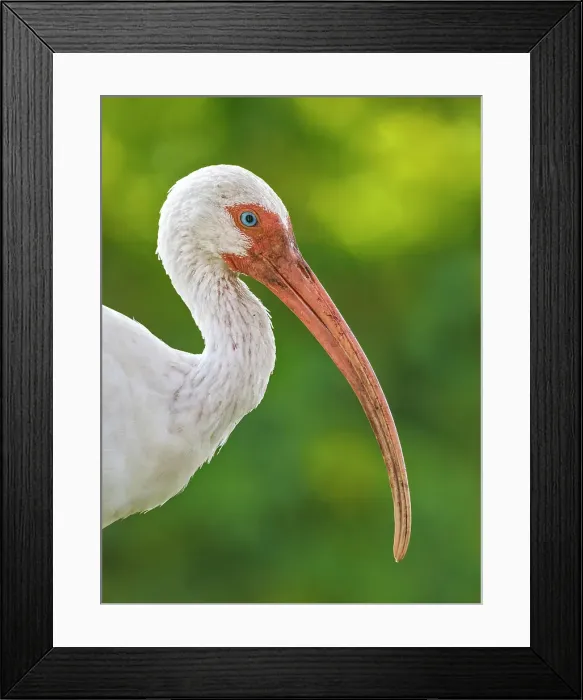 Framed Print : America White Ibis (Eudocimus albus), Tampa, Florida, USA Framed Print : America White Ibis (Eudocimus albus), Tampa, Florida, USA