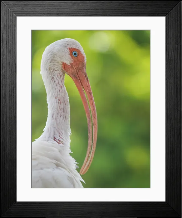Framed Print : America White Ibis (Eudocimus albus), Tampa, Florida, USA