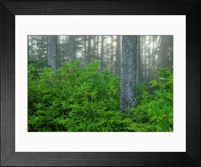 Framed Print : USA; Oregon, Oregon Coast, Jessie M. Honeyman Memorial State Park Framed Print : USA; Oregon, Oregon Coast, Jessie M. Honeyman Memorial State Park