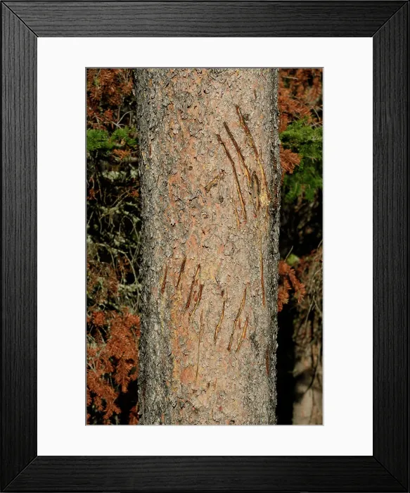 Framed Print : USA; Montana; Waterton Glacier International Peace Park; Glacier; National Park; UNESCO World heritage; Two Medicine Lake, travel; nature; Rocky Mountains; Bear Claw tracks Framed Print : USA; Montana; Waterton Glacier International Peace Park; Glacier; National Park; UNESCO World heritage; Two Medicine Lake, travel; nature; Rocky Mountains; Bear Claw tracks